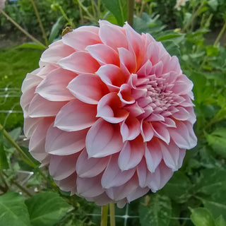 Peaches Dahlia