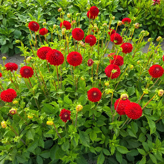 Nescio Dahlia