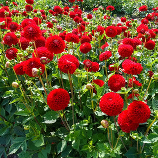 Nescio Dahlia