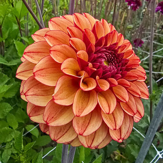 High Fidelity Dahlia