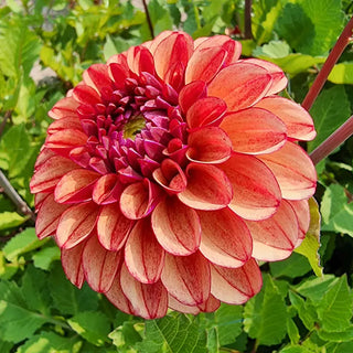 High Fidelity Dahlia