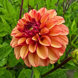 High Fidelity Dahlia