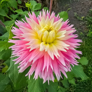 Just Married Dahlia
