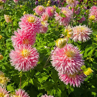 Just Married Dahlia