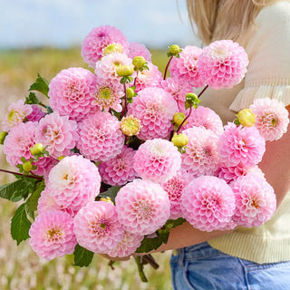 Wizard of Oz Dahlia