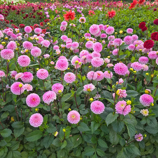 Wizard of Oz Dahlia