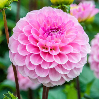 Wizard of Oz Dahlia