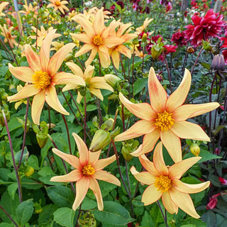 Dakota Dahlia