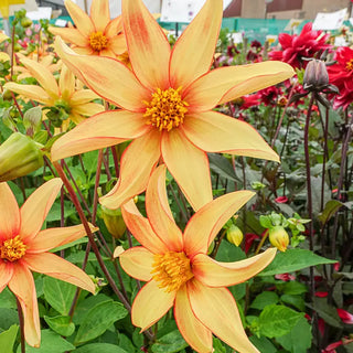 Dakota Dahlia