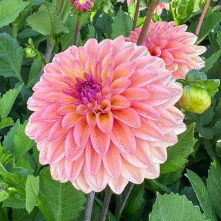 Hello You Dahlia