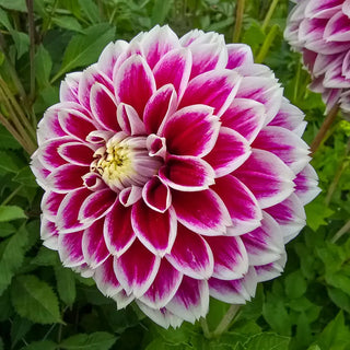 Jowey Paradise Dahlia