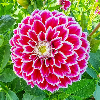 Jowey Paradise Dahlia