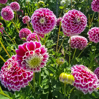 Jowey Paradise Dahlia