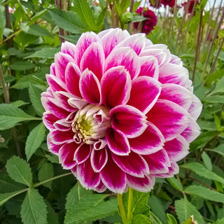 Jowey Paradise Dahlia