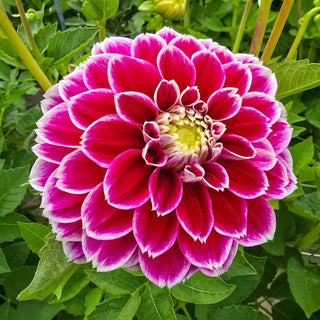 Jowey Paradise Dahlia