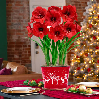 Merry Christmas To All Amaryllis Triple