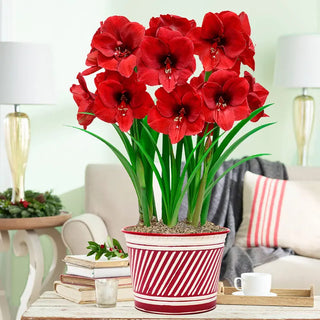 Merry Christmas Amaryllis Triple in Candy Cane Pot