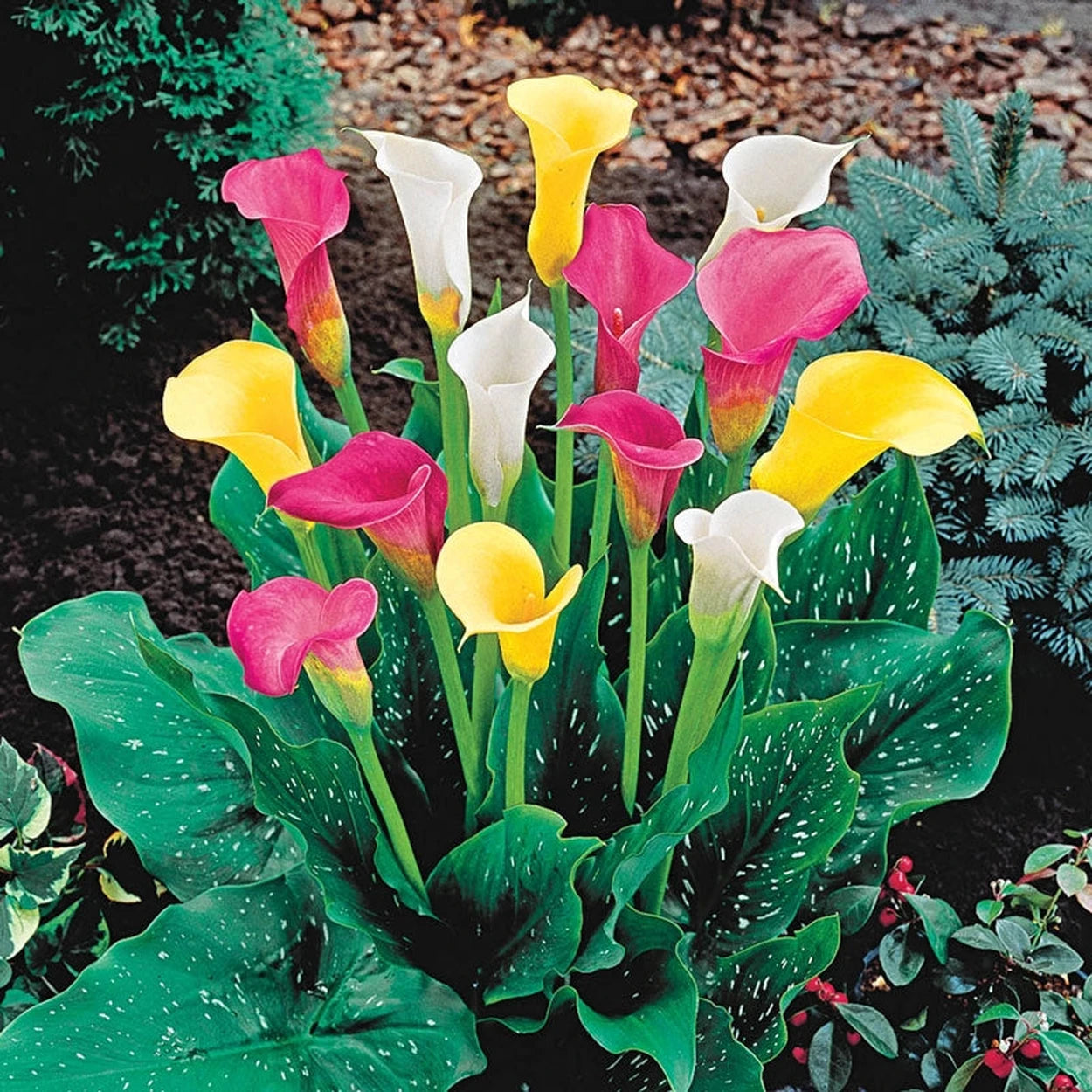 calla lilies bulbs planting Mixed Calla Lily Bulbs