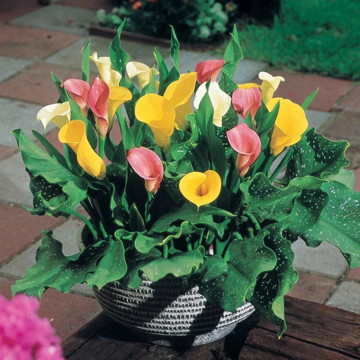 calla lily potted plant for sale Calla Lily Mixture