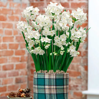 Fragrant Paperwhites