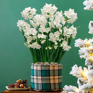 Fragrant Paperwhites