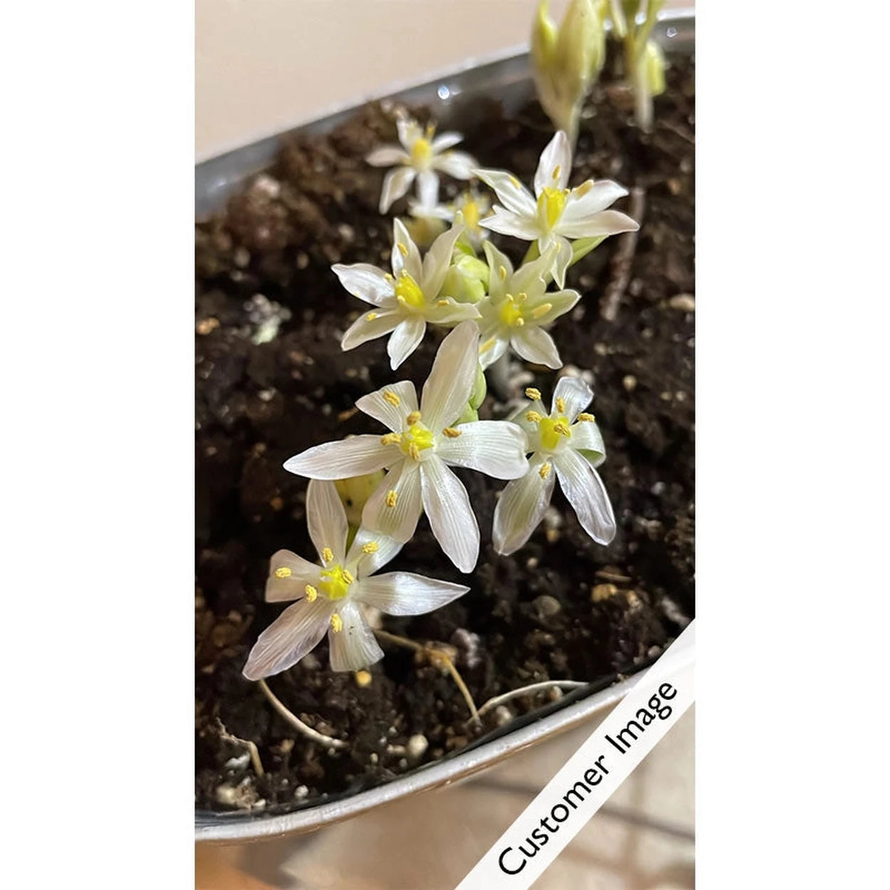 star of bethlehem succulent Star of Bethlehem Planter