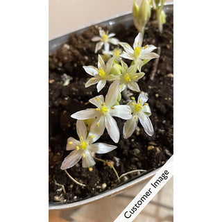 Bethlehem Blessings Bulb Garden