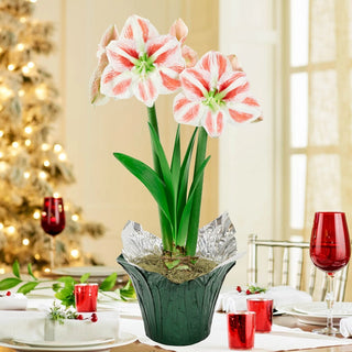 Clown Stripe Amaryllis in Foil Wrapped Pot