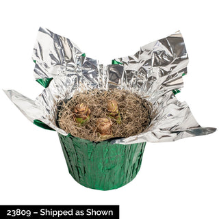 Clown Stripe Amaryllis in Foil Wrapped Pot