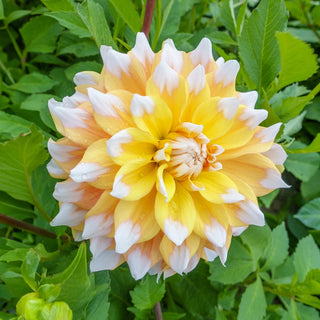 Seattle Dahlia