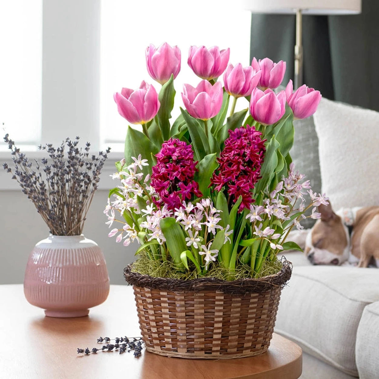 lavender plant gifts Lavender Dreams Fragrant Bulb Garden