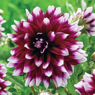 Mystery Day Dahlia