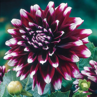 Mystery Day Dahlia