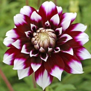 Mystery Day Dahlia