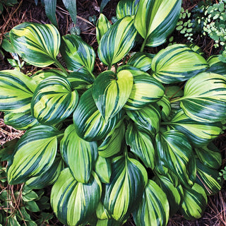 Rainbows End Hosta