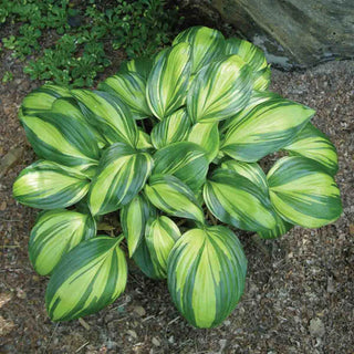 Rainbows End Hosta