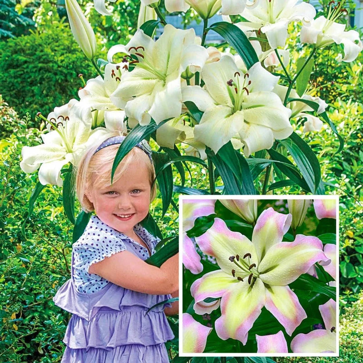 giant white lily bulbs Pretty Woman Lily Tree®