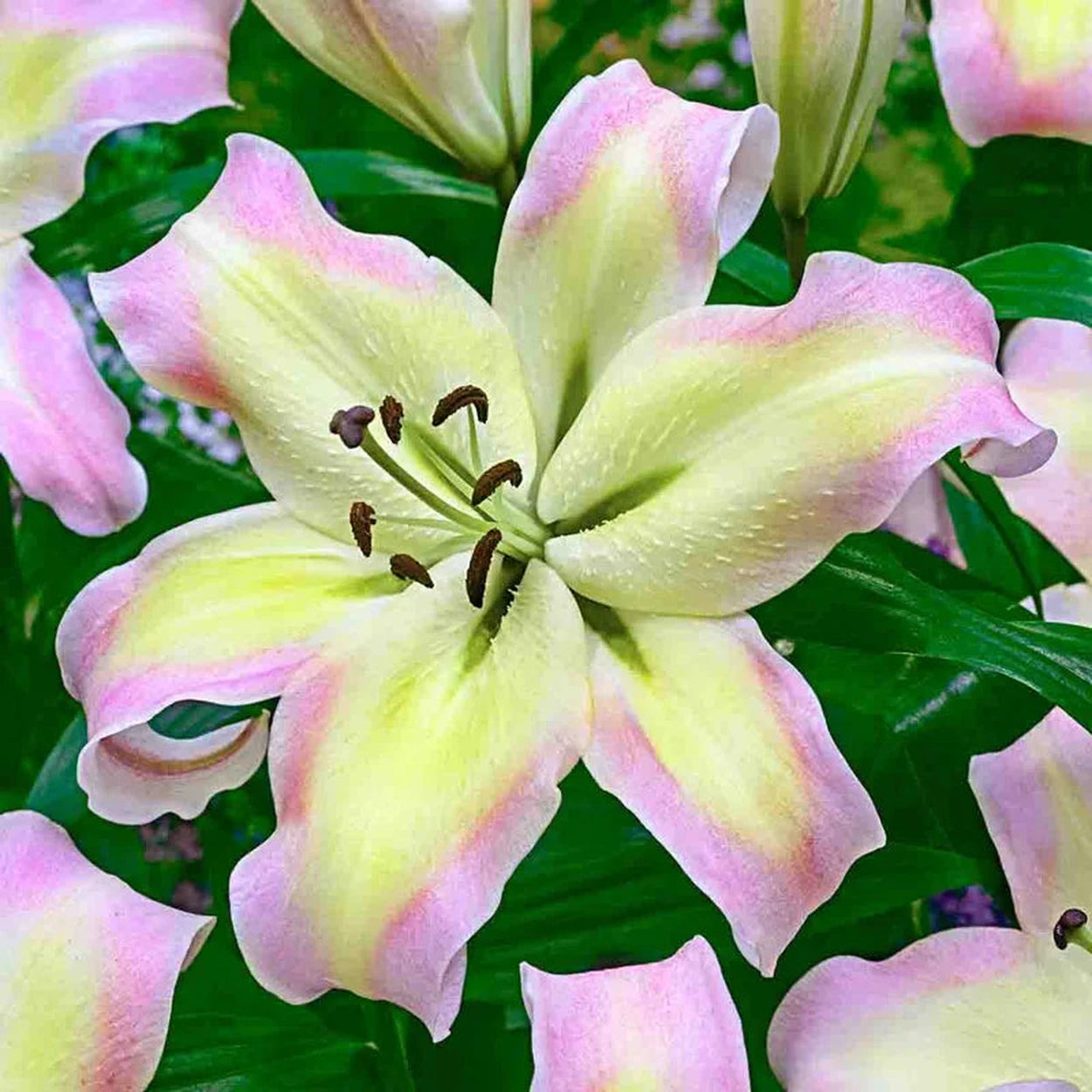 pretty lady tree flower lily Pretty Woman Lily Tree®