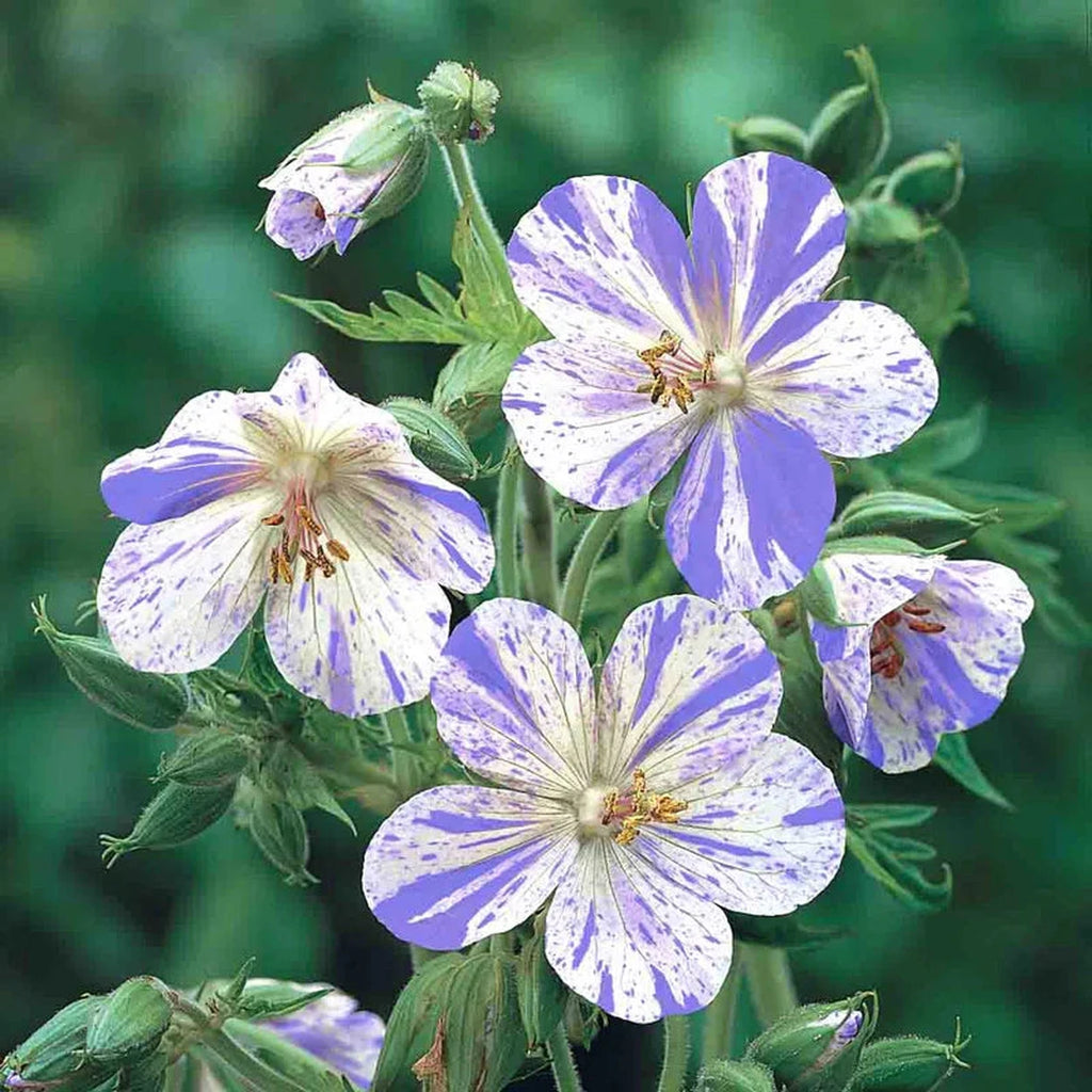 Splish Splash Hardy Geranium – Breck's