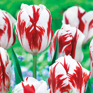 Grand Perfection Tulip