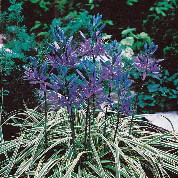 Blue Melody Camassia | Breck's
