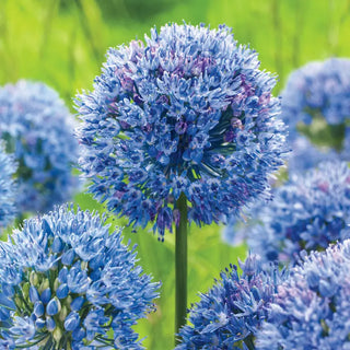 Azure Allium