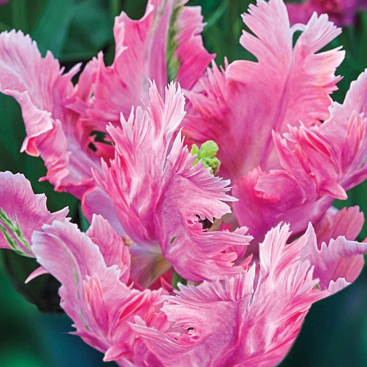 bonnie white lily dale Parrot Pink Vision Tulip | Buy Online