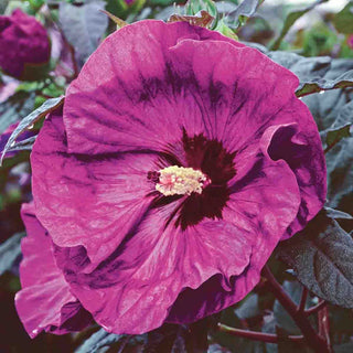 Berry Awesome Hibiscus