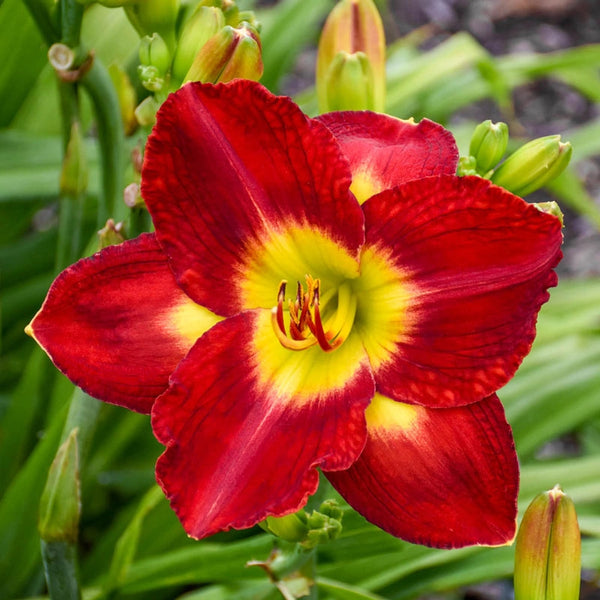 Passion for Red Reblooming Daylily | Shop Online | Breck's