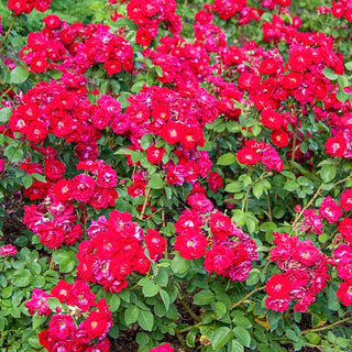 Rose Champlain