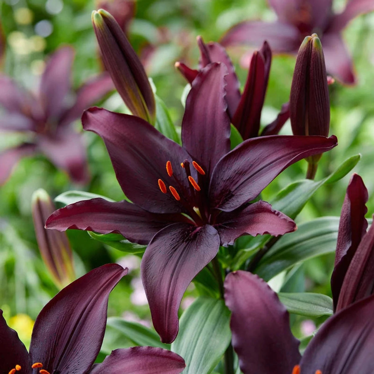asiatic lily blacklist Blacklist Lily