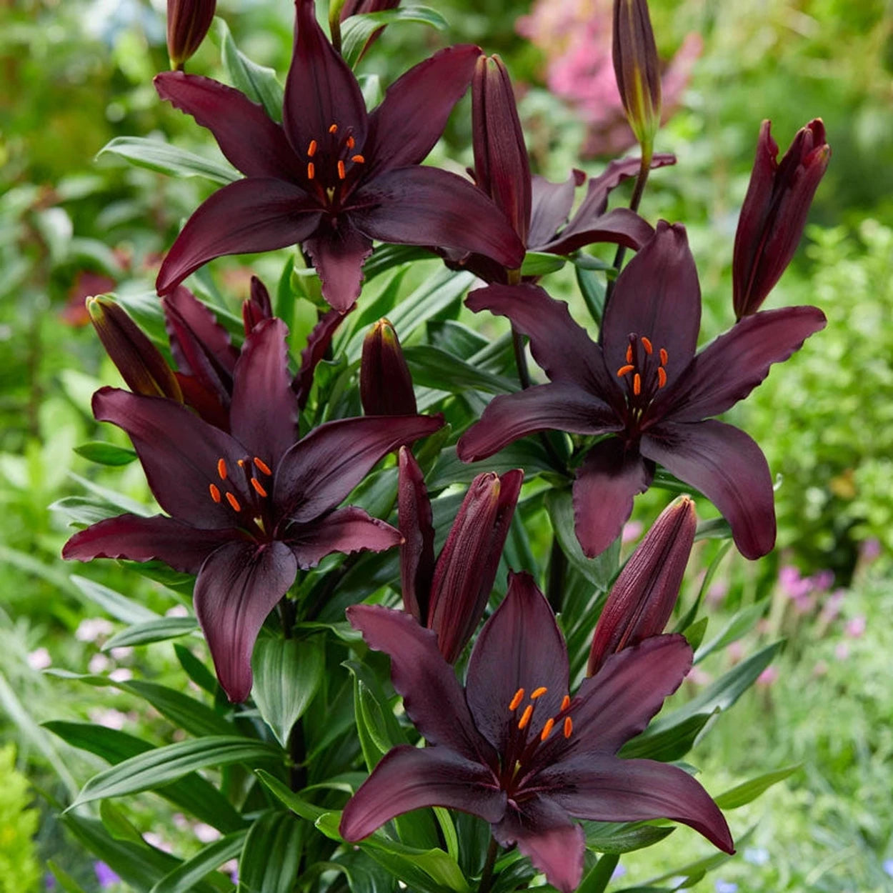 brecks asiatic lilies Blacklist Lily