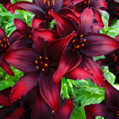 Black Lily様　おまとめ Buy Blacklist Lily Bulbs | Asiatic Lilies | Breck's