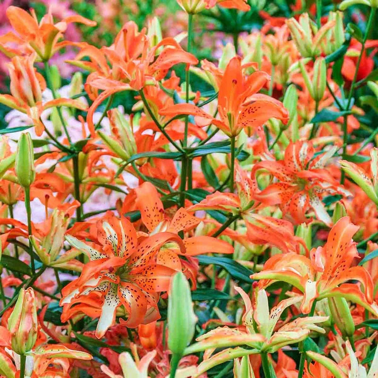 brecks asiatic lilies Must See Lily